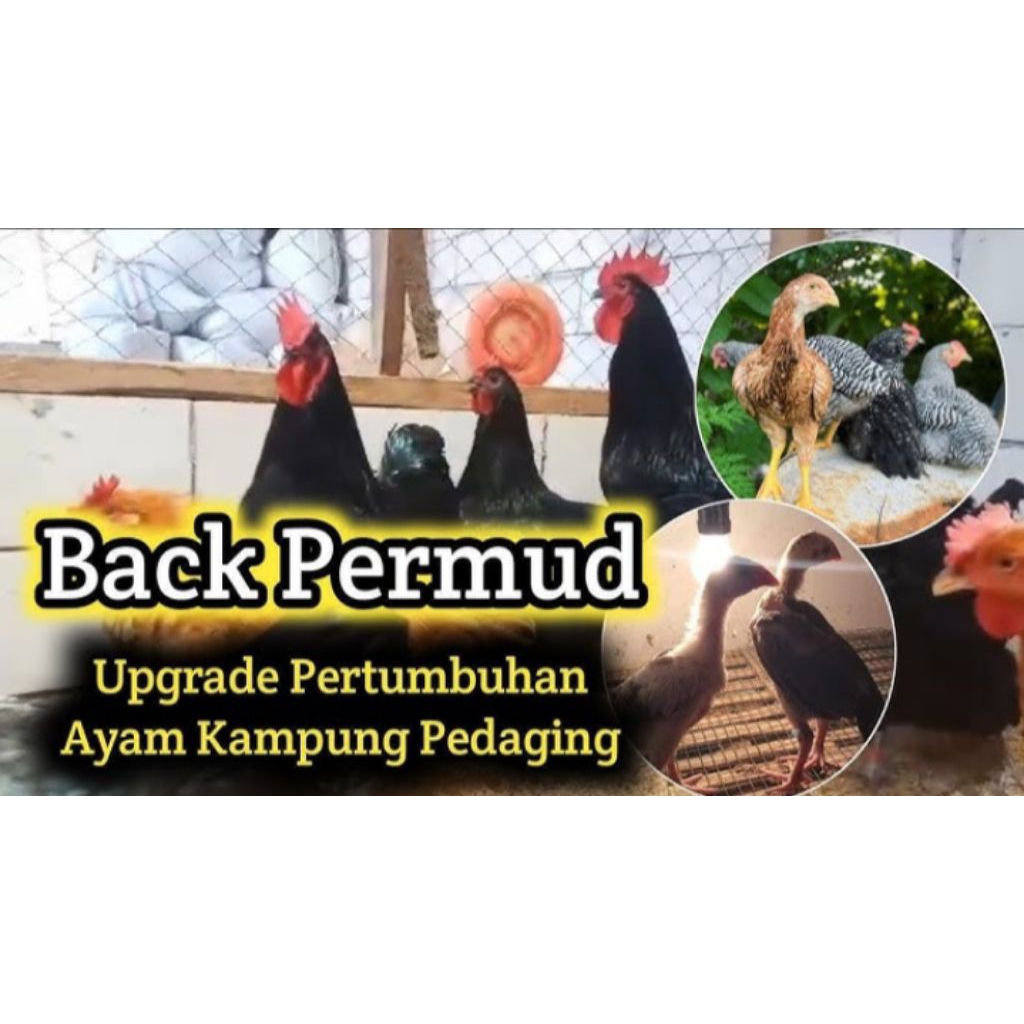 

Telur Fertil Ayam Blackpermud Asli | Siap Tetas | Indukan Unggul & Sehat