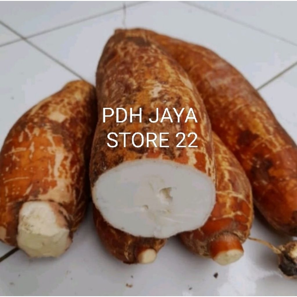 

Singkong Racun singkong kerikil singkong pait per 1 kg..