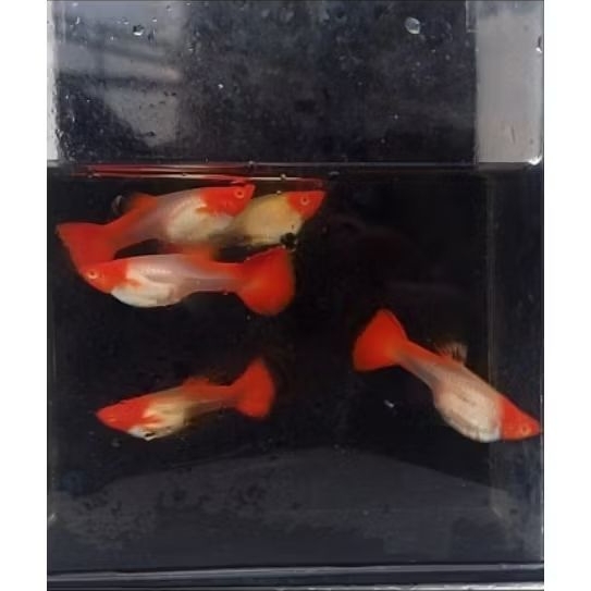 gantungan kunci guppy albino koi gen red ear betina usia +5 bulan lndukan