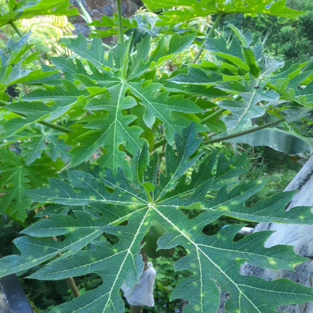 

Daun Pepaya segar