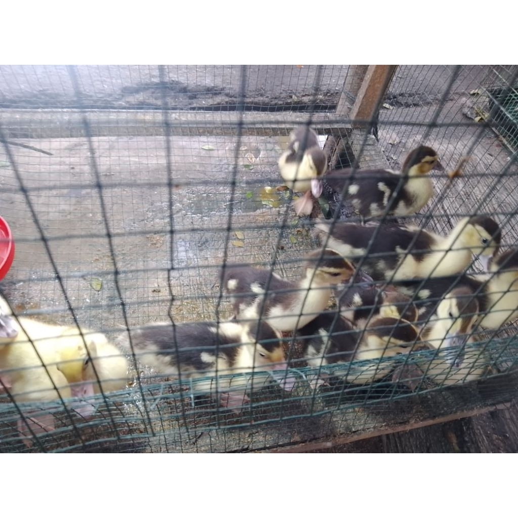 anakan Manila /entok