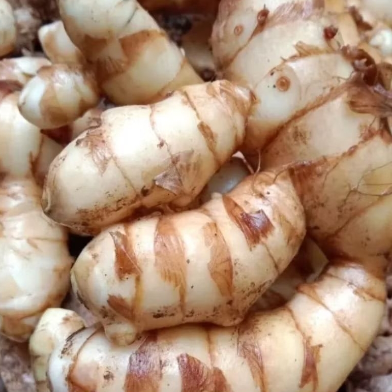 

KUNYIT TEMU PUTIH SEGAR BEBERAPA VARIAN SIAP KIRIM