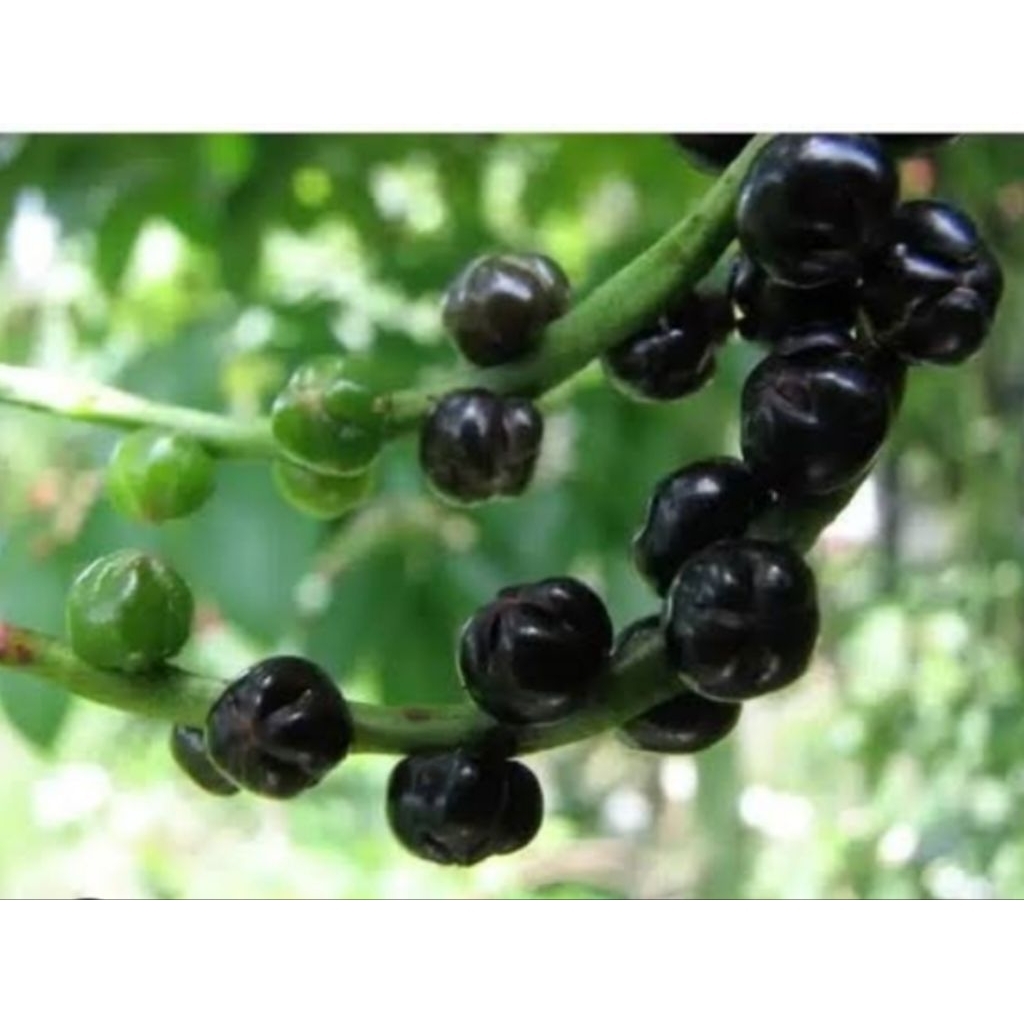 

buah binahong merah/200 bij