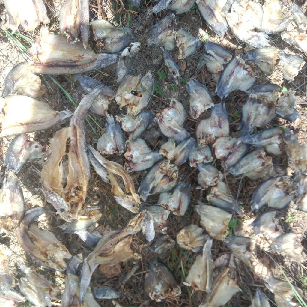 ikan gabus +betok asin