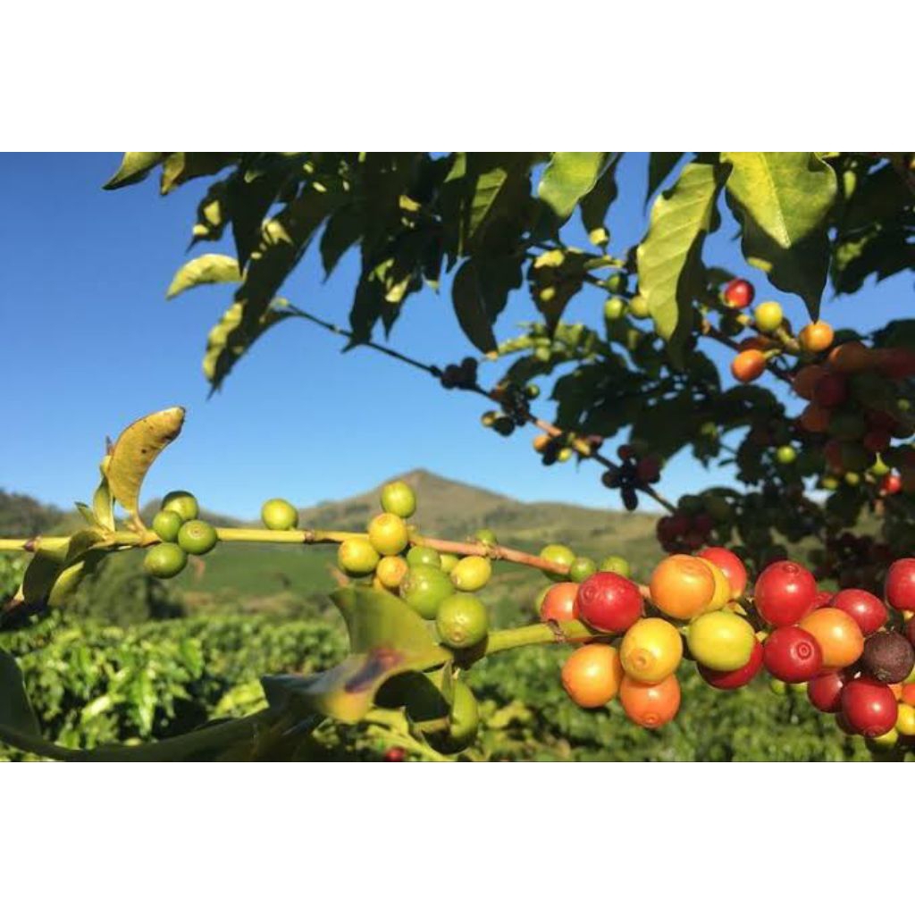 

Buah Ceri Arbika Segar panen langsung dari dataran tinggi
