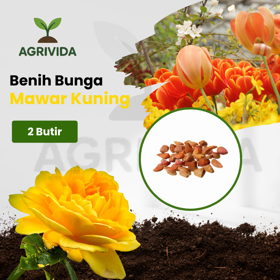 Agrivida - Benih Bunga Mawar Kuning 2 Butir Bibit Bunga Hias Estetik, Harum Lembut, Mudah Tumbuh – C