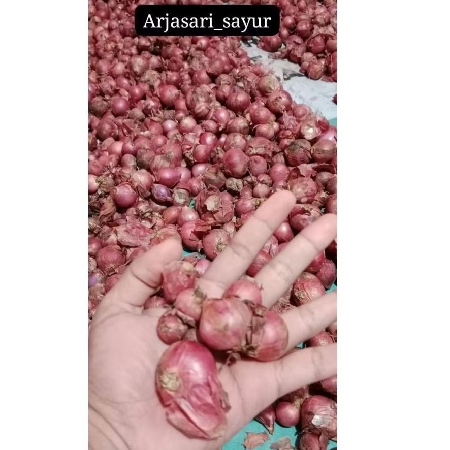 

bawang merah batu kering fresh super murah 1kg