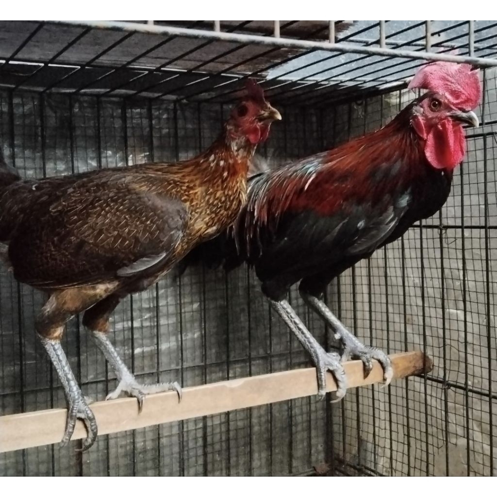 

Ayam Ketawa Sepasang Asli