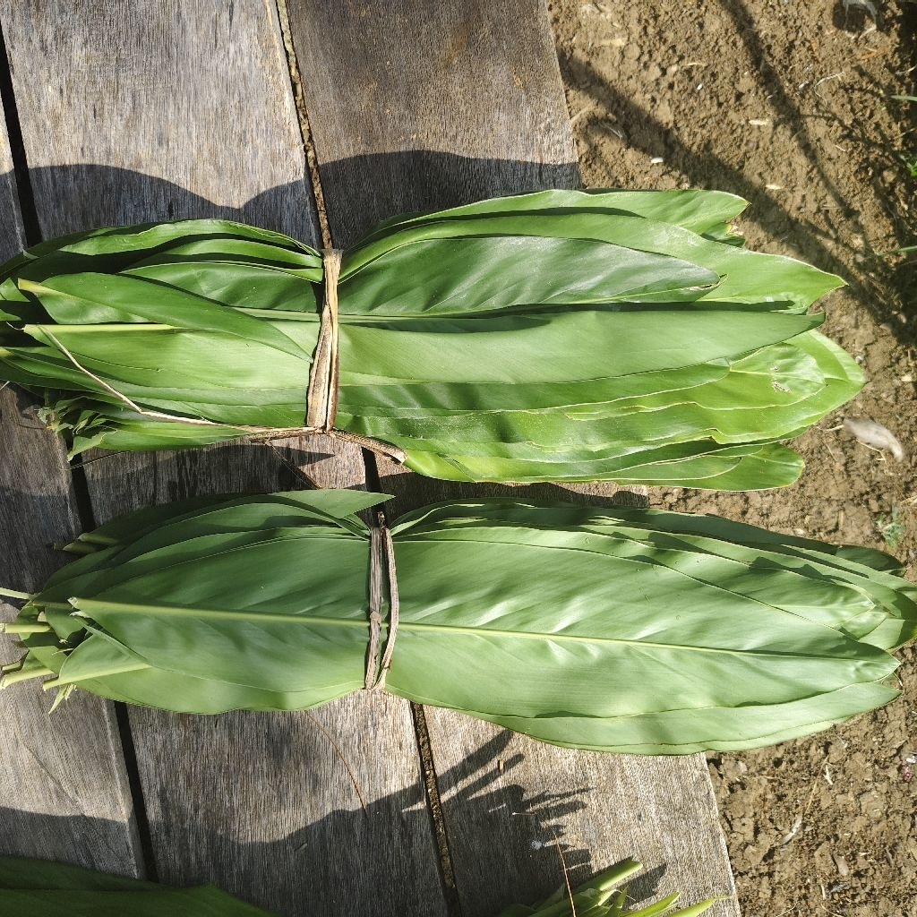 

PROMO Daun lengkuas segar 50 lembar/daun laos/daun lengkuas fresh organik