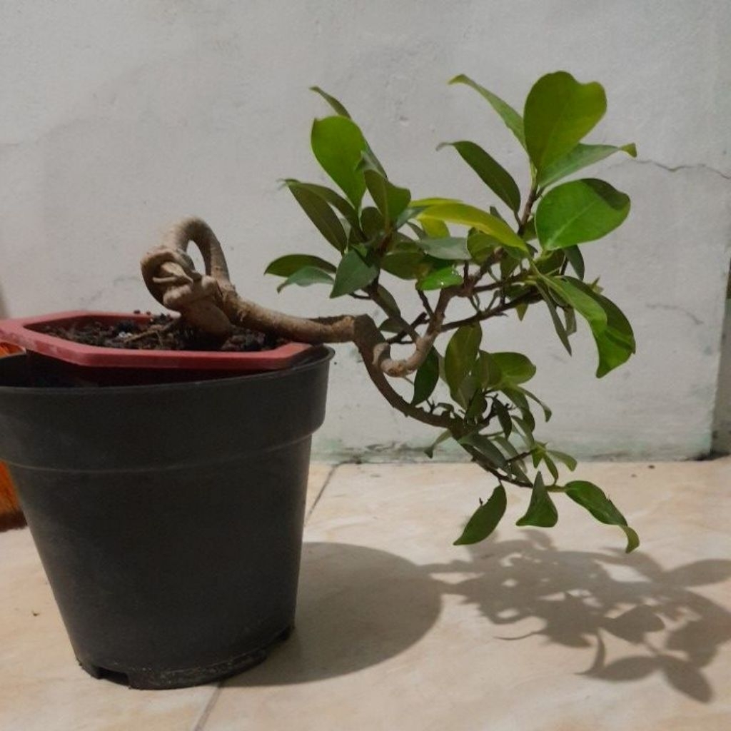 bonsai beringin iprik