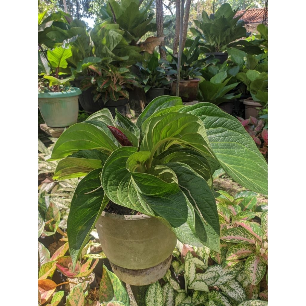 Anthurium Jenmani Tanduk