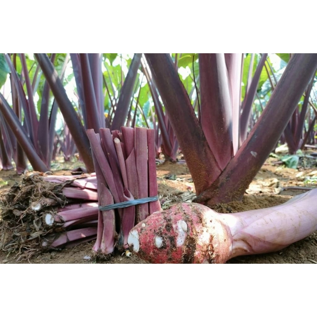 Bibit Talas Pratama P3 / Talas Ungu Jumbo