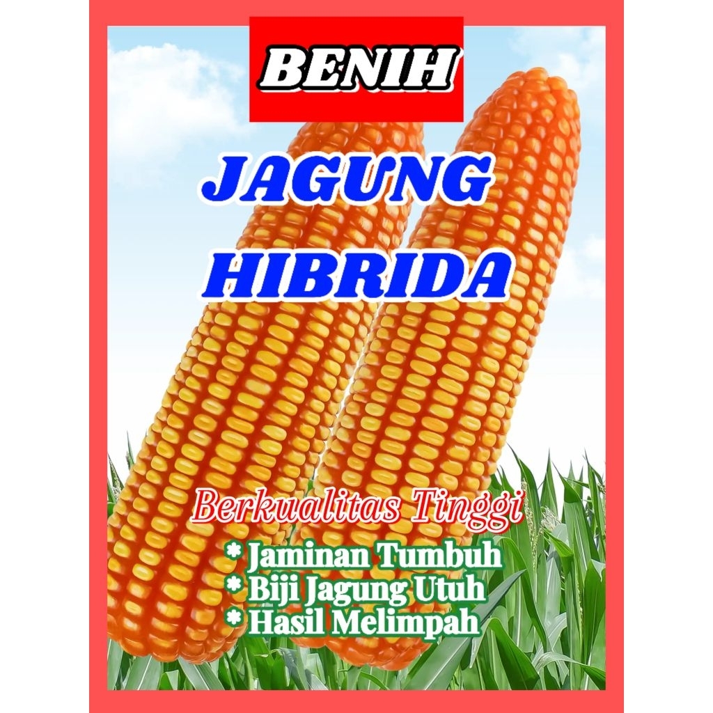 benih jagung hibrida