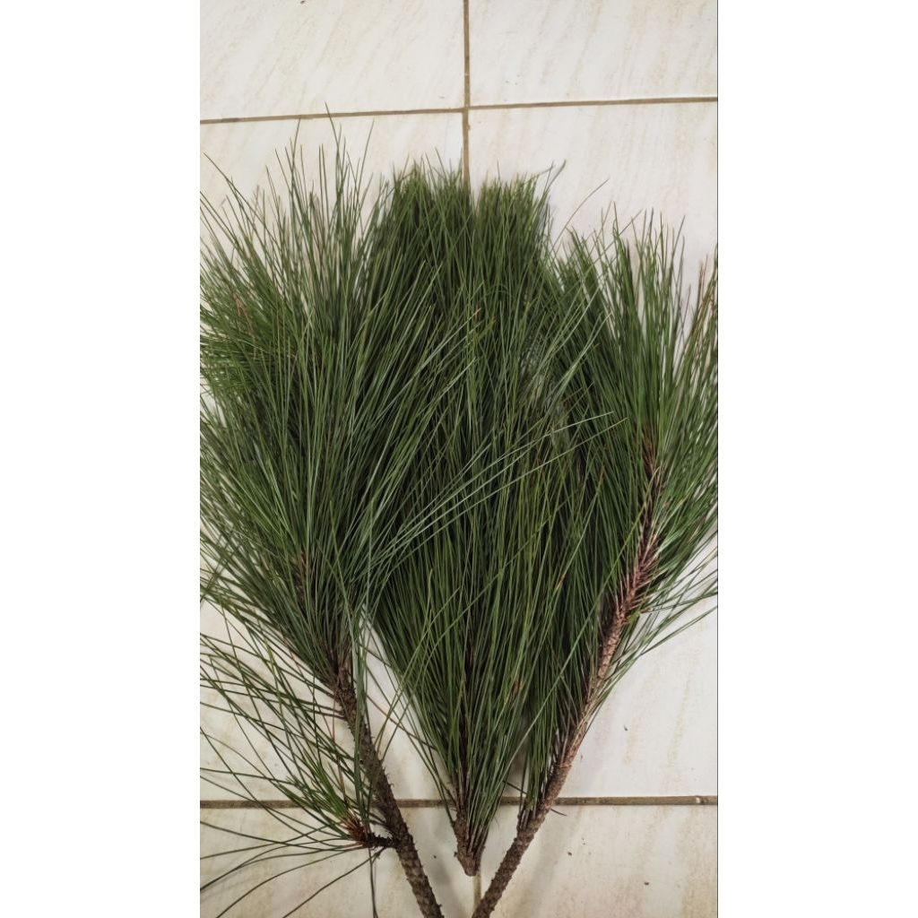 

Daun pinus segar
