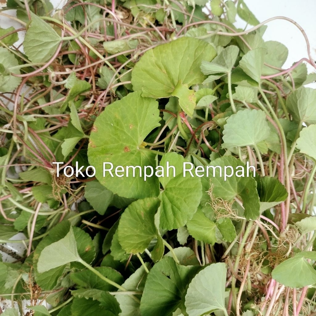 

Daun pegagan segar rempah daun pegagan segar kemasan 500grm