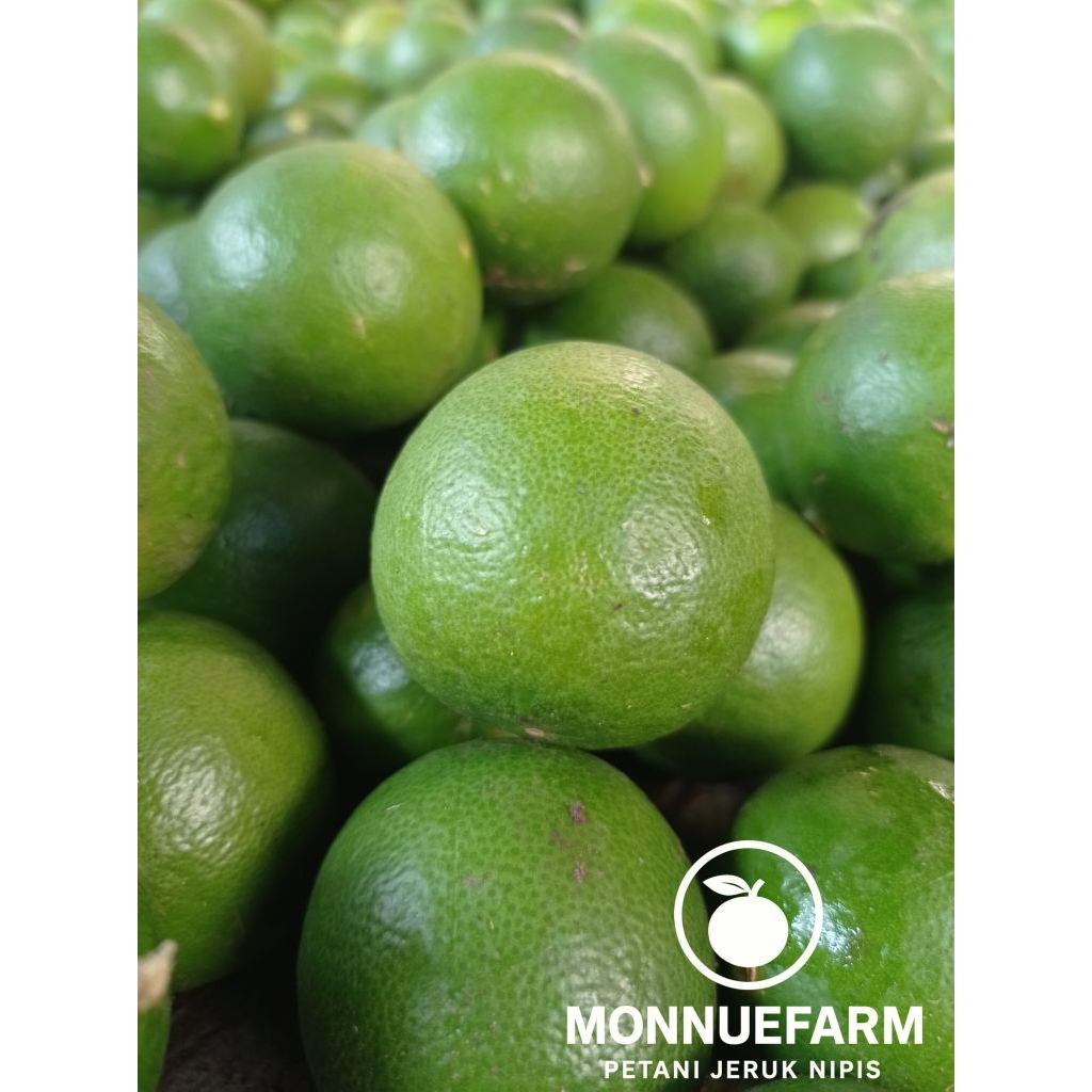 

Jeruk nipis 1 kg harga murah kualitas bagus (di petik langsung dari kebun)