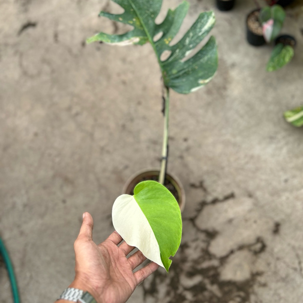 monstera halfmoon variegata