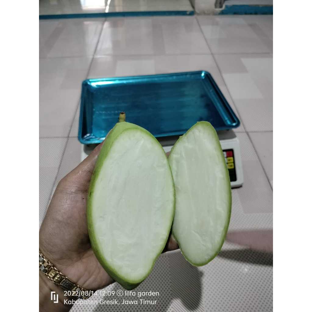 

mangga okyong thailan kondisi muda dan tua.
