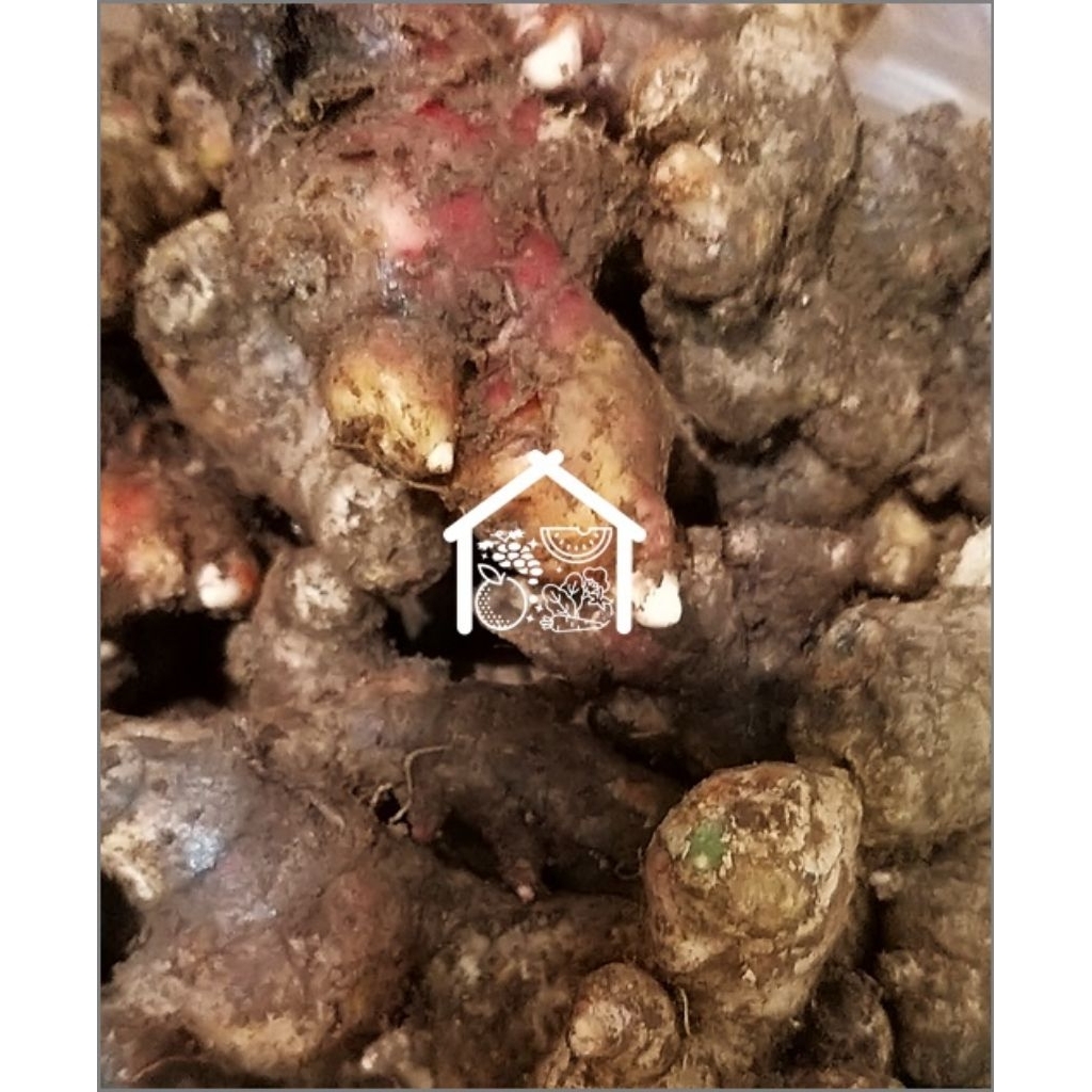 

Jahe Merah 250 Gram Pilihan Hemat