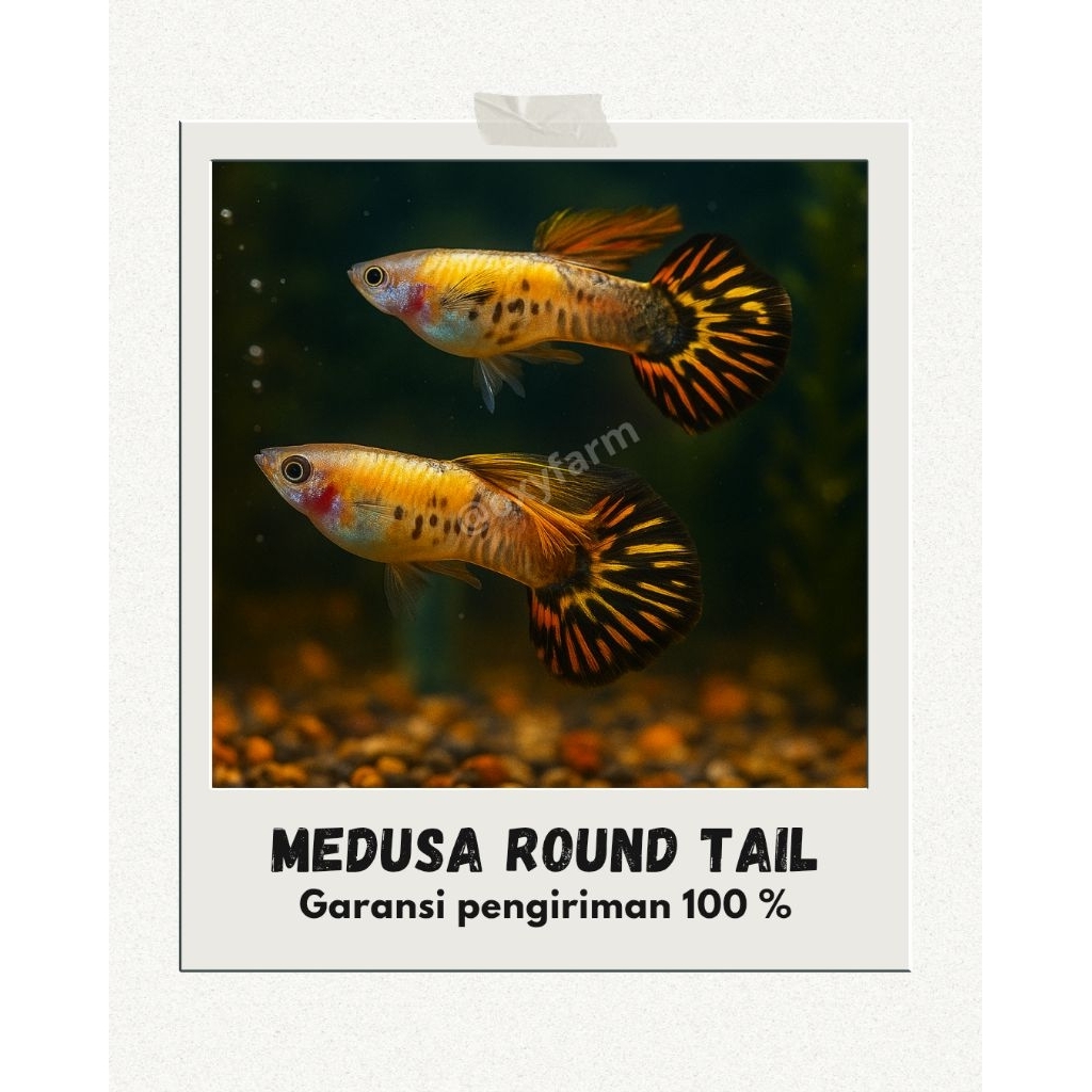 Aksesoris Aquarium (✨ Guppy Medusa Roundtail - Ikan Hias Guppy Unik ✨)