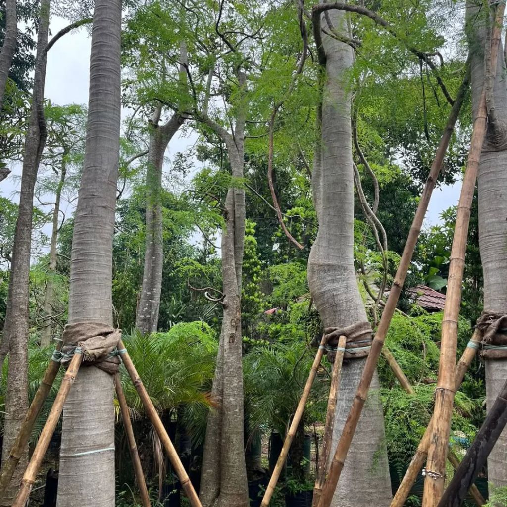 pohon pelindung kelor Afrika