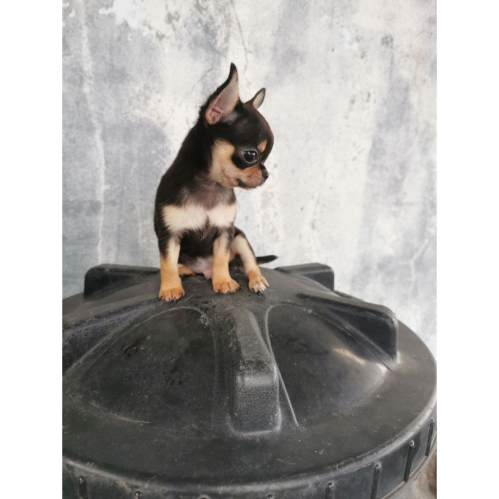 anjing chihuahua stambum perkin
