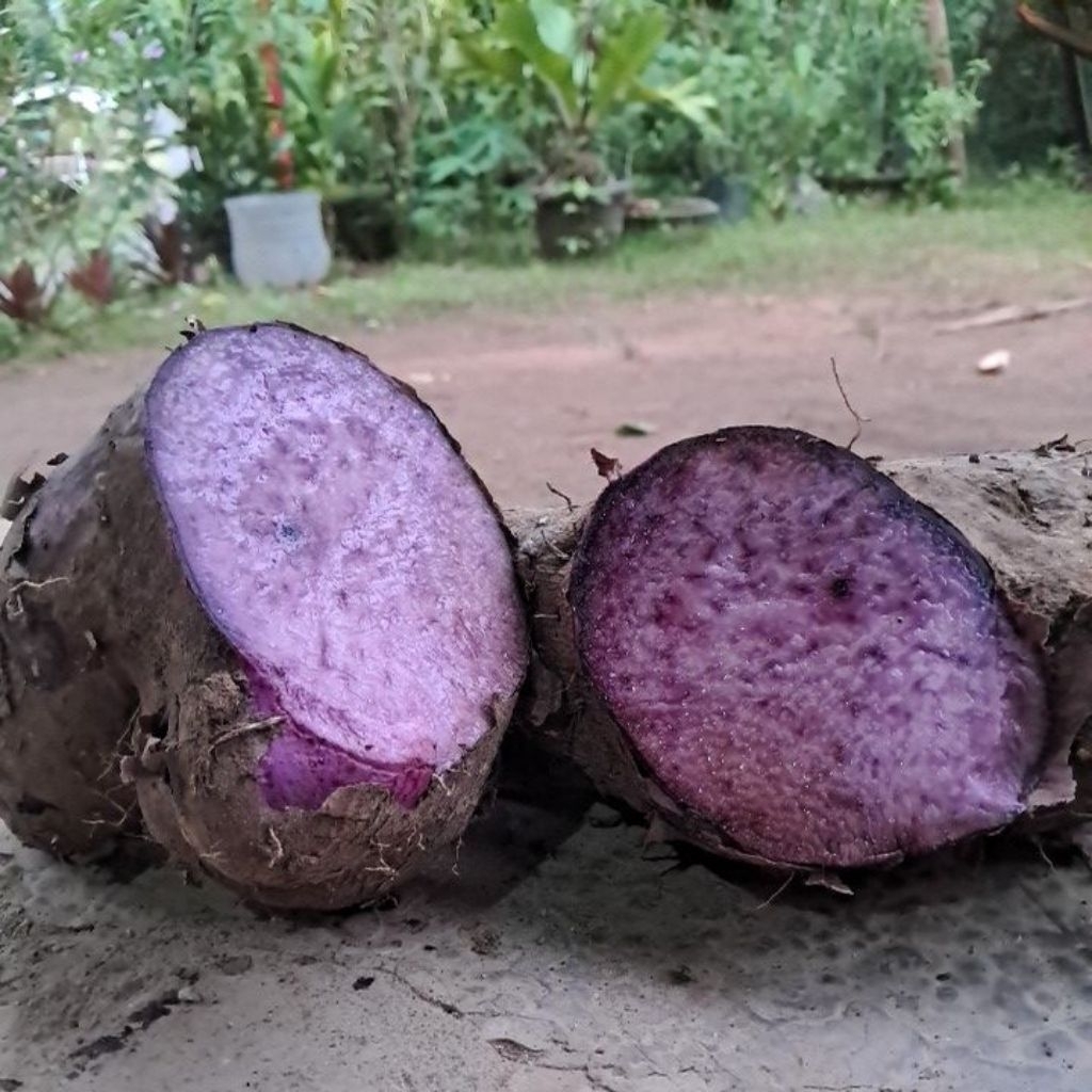 

Uwi ungu atau uwi wulung 1kg