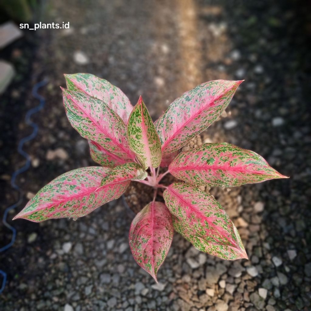 tanaman hias aglonema sexylia.(TANLOK)