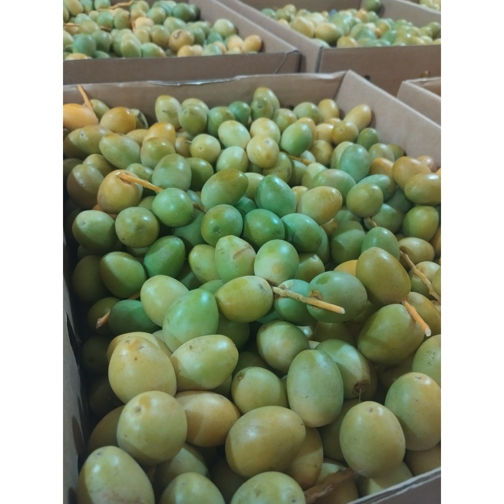 

Kurma Muda Hijau Promil Fresh Mengkel - 1 Kg