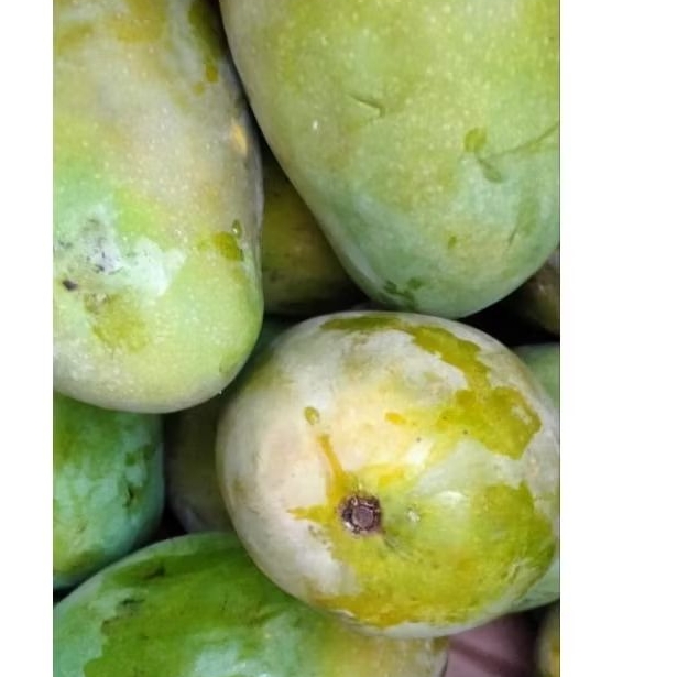 

Buah mangga gadung 1 kg