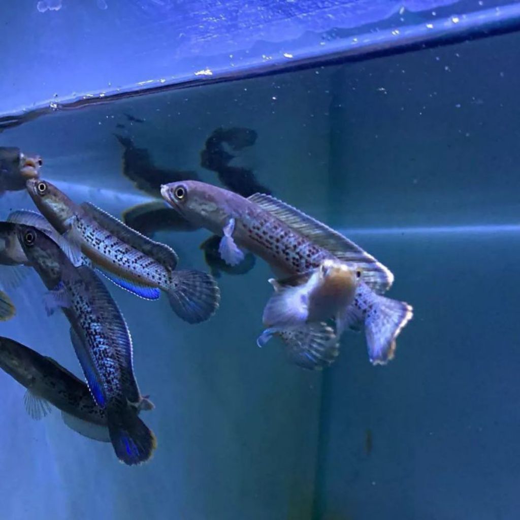 chana fulcra unggulan aquarium