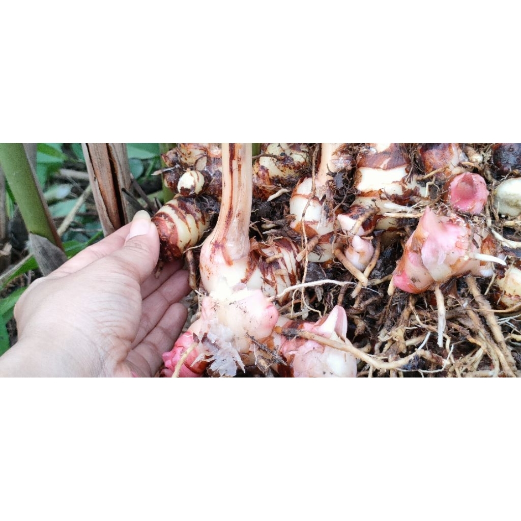 

Lengkuas / laos 500 gram