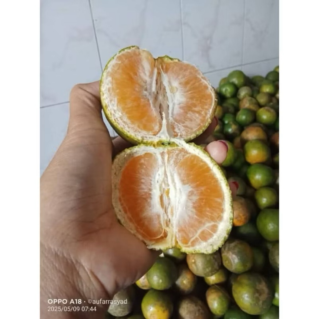 

jeruk kampung manis, jeruk Kampar 1 kg