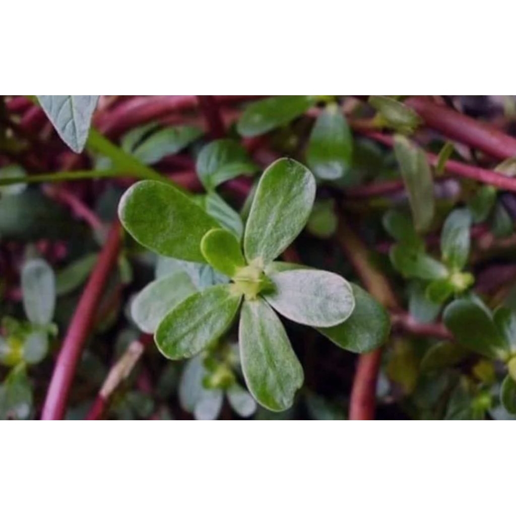 

Tumbuhan KROKOT /gembilian krokot batang merah