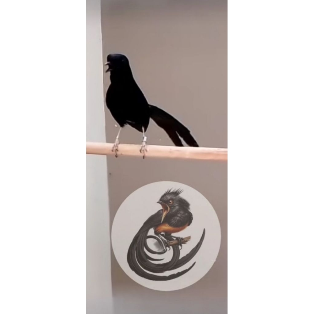 Promo telur Firtil murai batu Medan super Blekbul