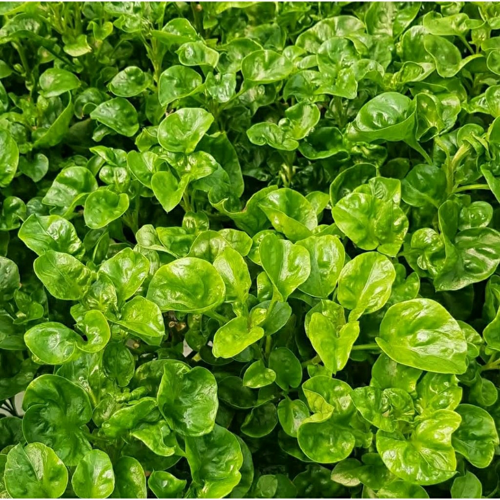 

Fresh cutting bayam brazil