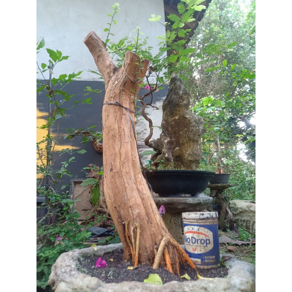 BAHAN BONSAI SISIR KALIAGE COKAN JUMBO