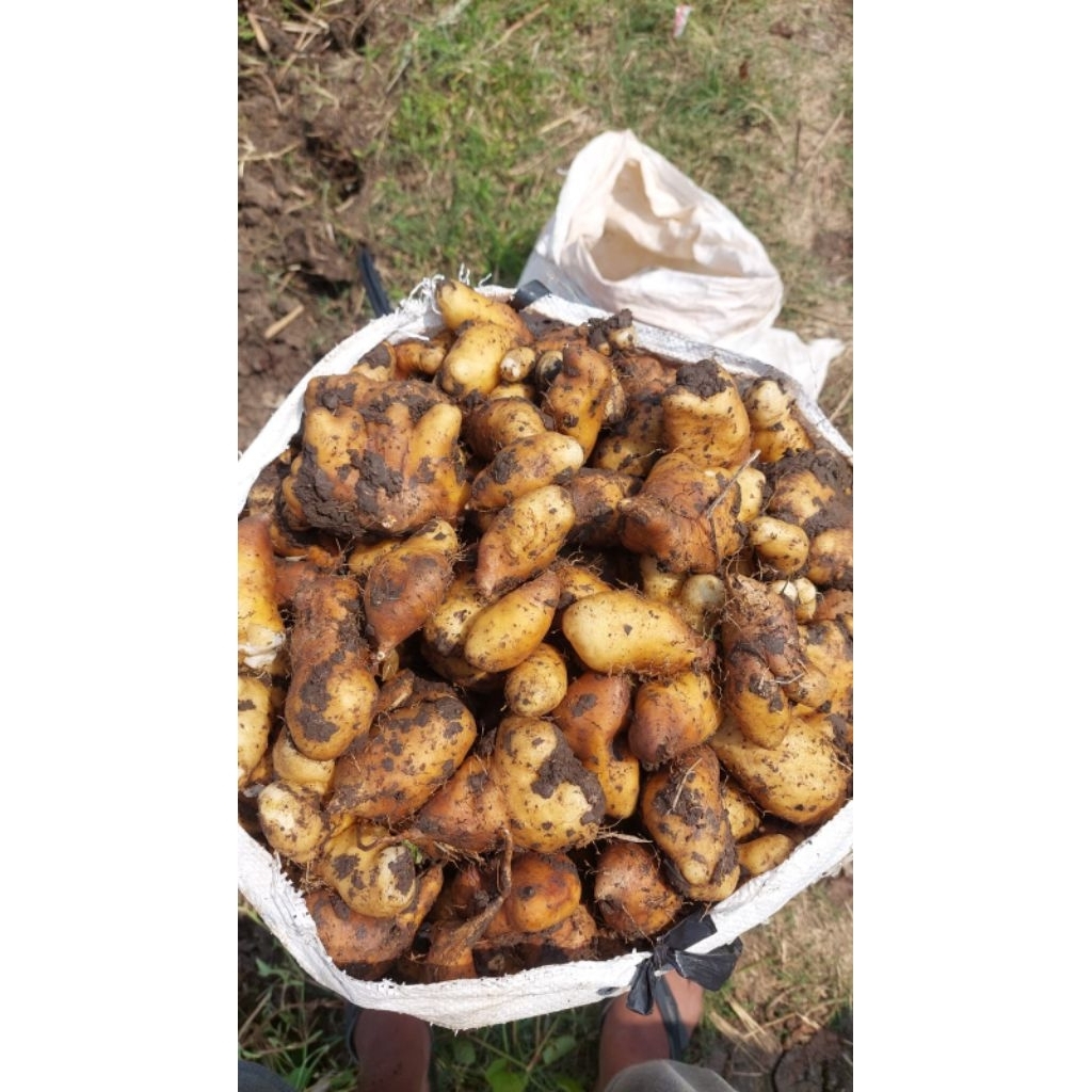 

GEMBILI KETAN #GEMBILI #GEMBILIKETAN #MAKANAN #MAKANANSEHAT