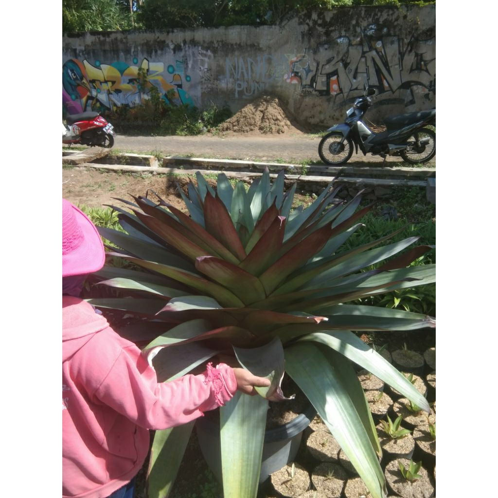 Bormelia Giant Red Super Big Jumbo - Tanaman Hias Bromelia Giant Merah Super Jumbo