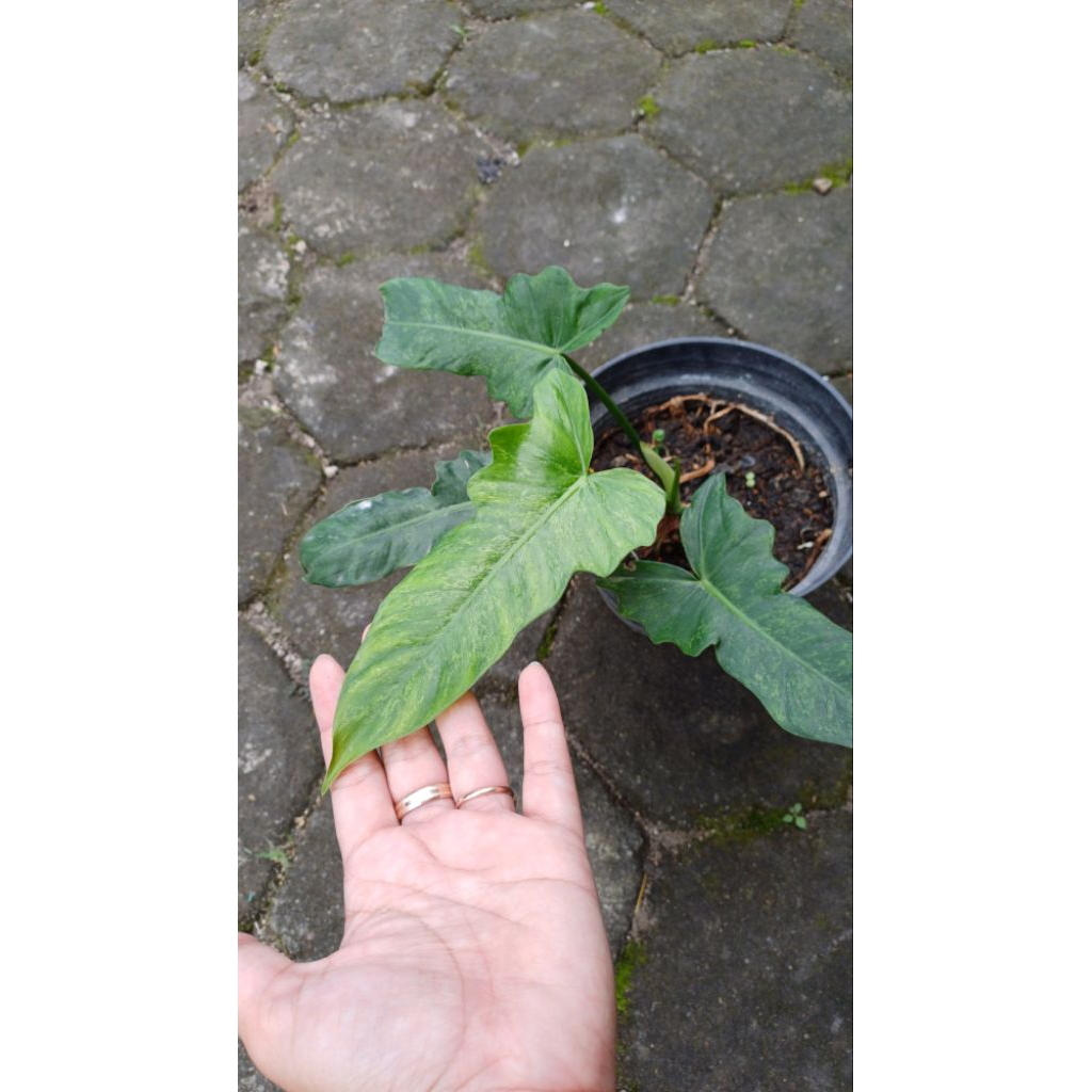 philodendron fiddle lime / philo fiddle lime / philo dragon var lokal /philo dragon mutasi