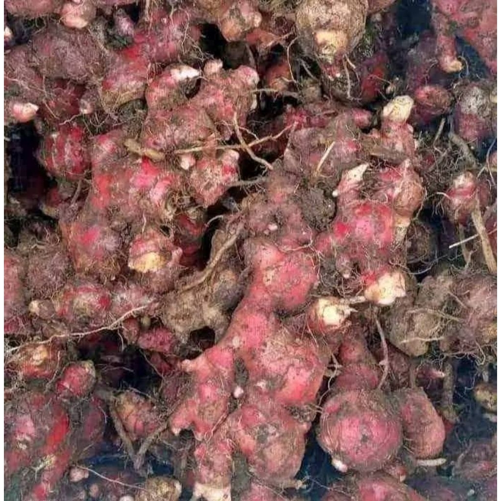

jahe merah medan konsumsi 10KG