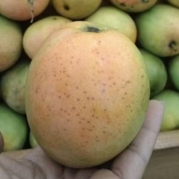 

mangga gedong gincu manis fresh 1 kg