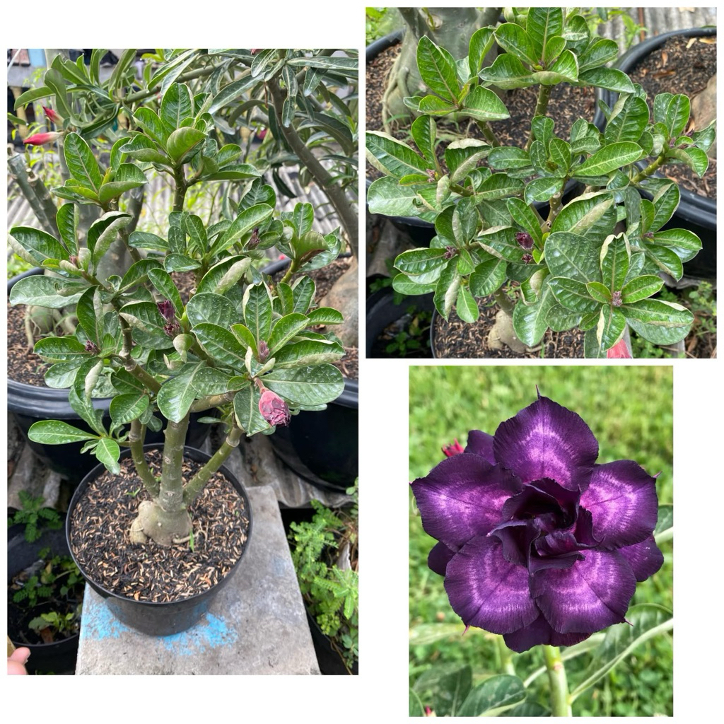 Adenium Grafting Size D+ “Indigo Glaze”