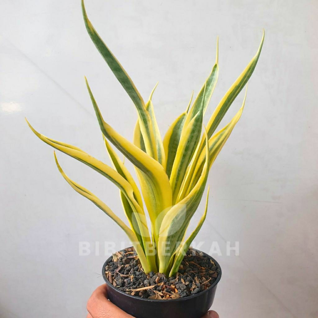 Sansevieria Yellow Thrive / Yellow Trip - Tanaman Hias Sansivera Lidah Mertua