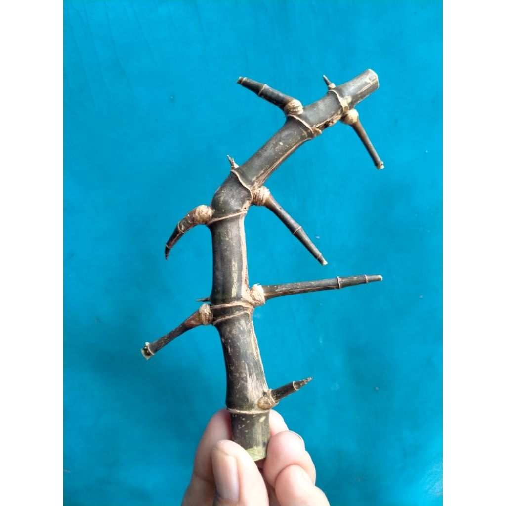 BAMBU UNIK PATIL LELE 4 SAP  SAMBUNGROSO SABDO PETUK JALU RANTING PETUK (4 PAKEM) ISTIMEWA BOS