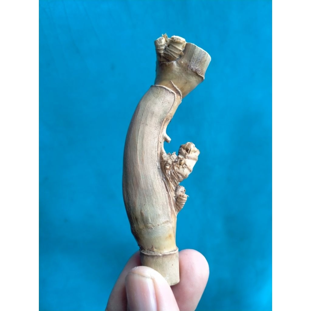 BAMBU UNIK PETUK JALU RANTING TIGA/R3 (9 CM) ISTIMEWA