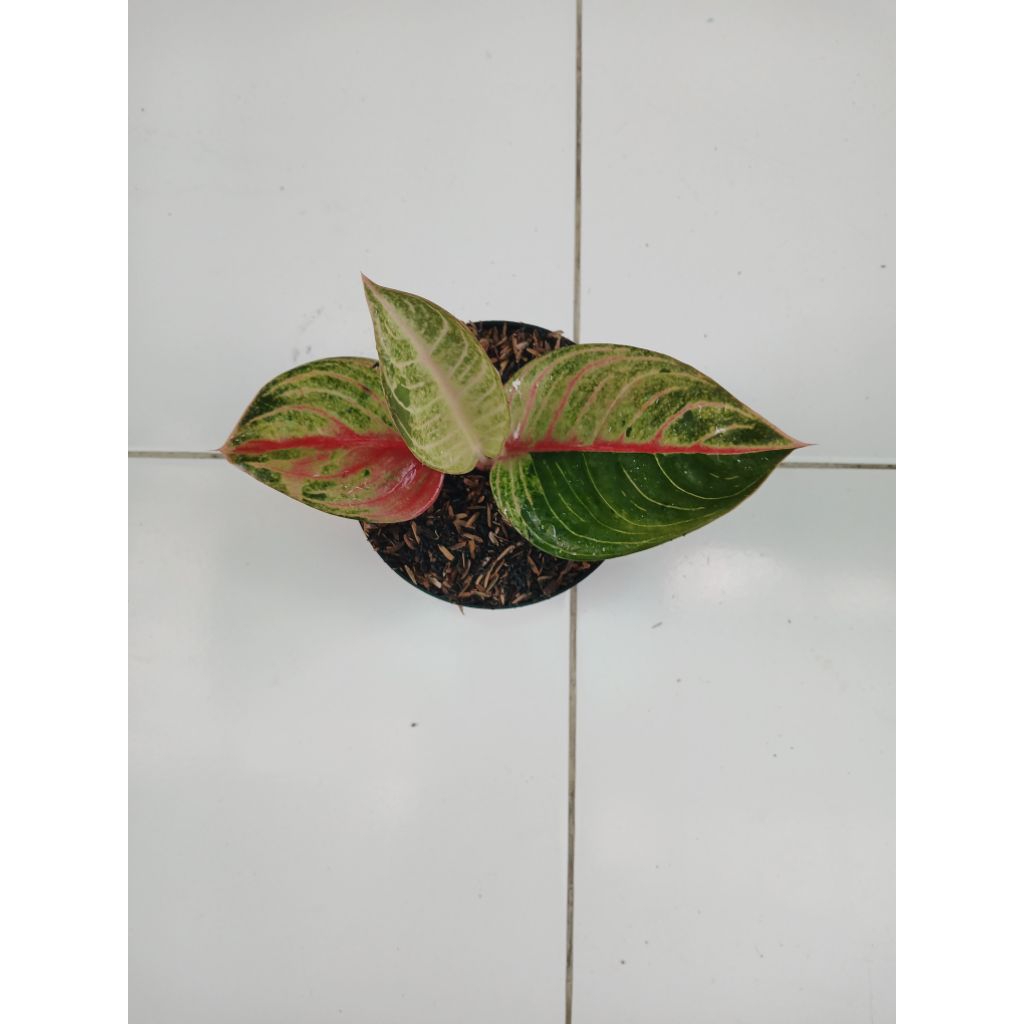 aglaonema anakan moonglith