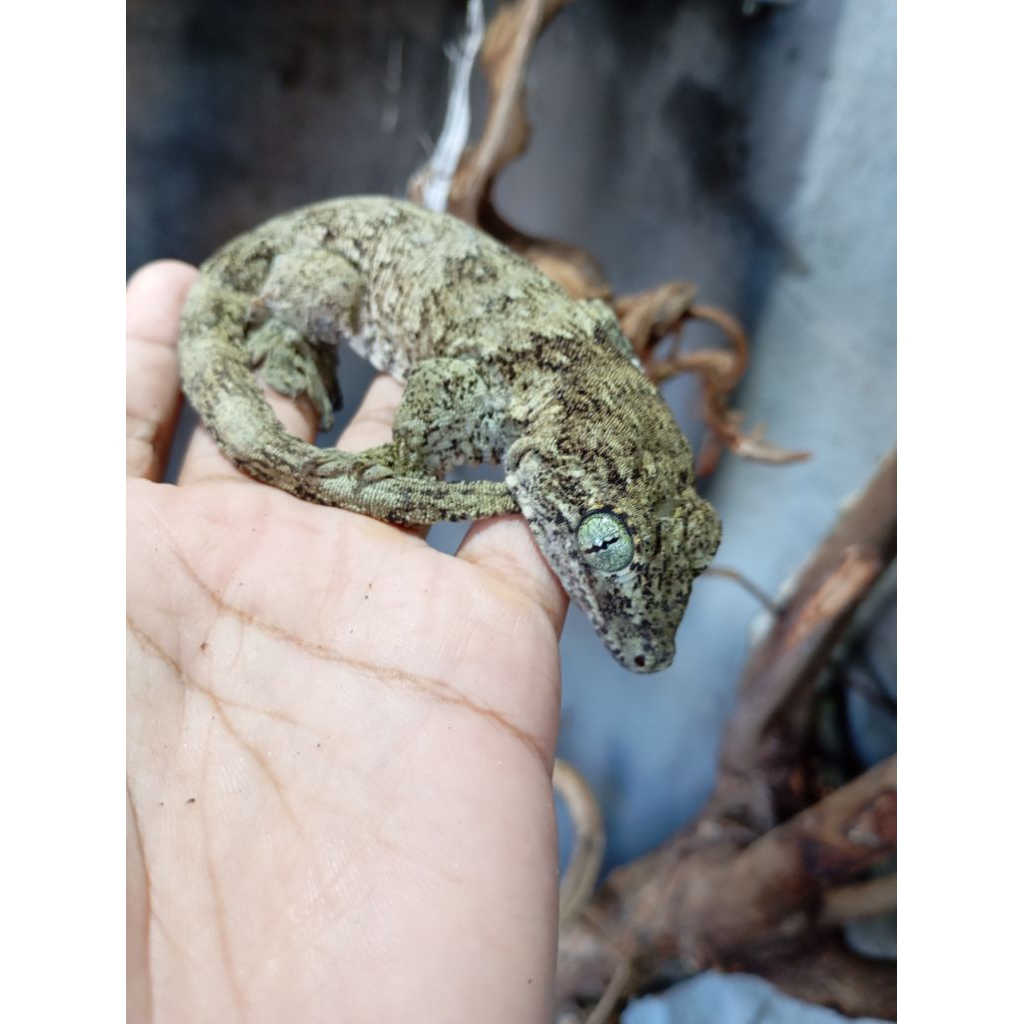 Gehyra marginata/halmahera giant gecko/tokek lecet