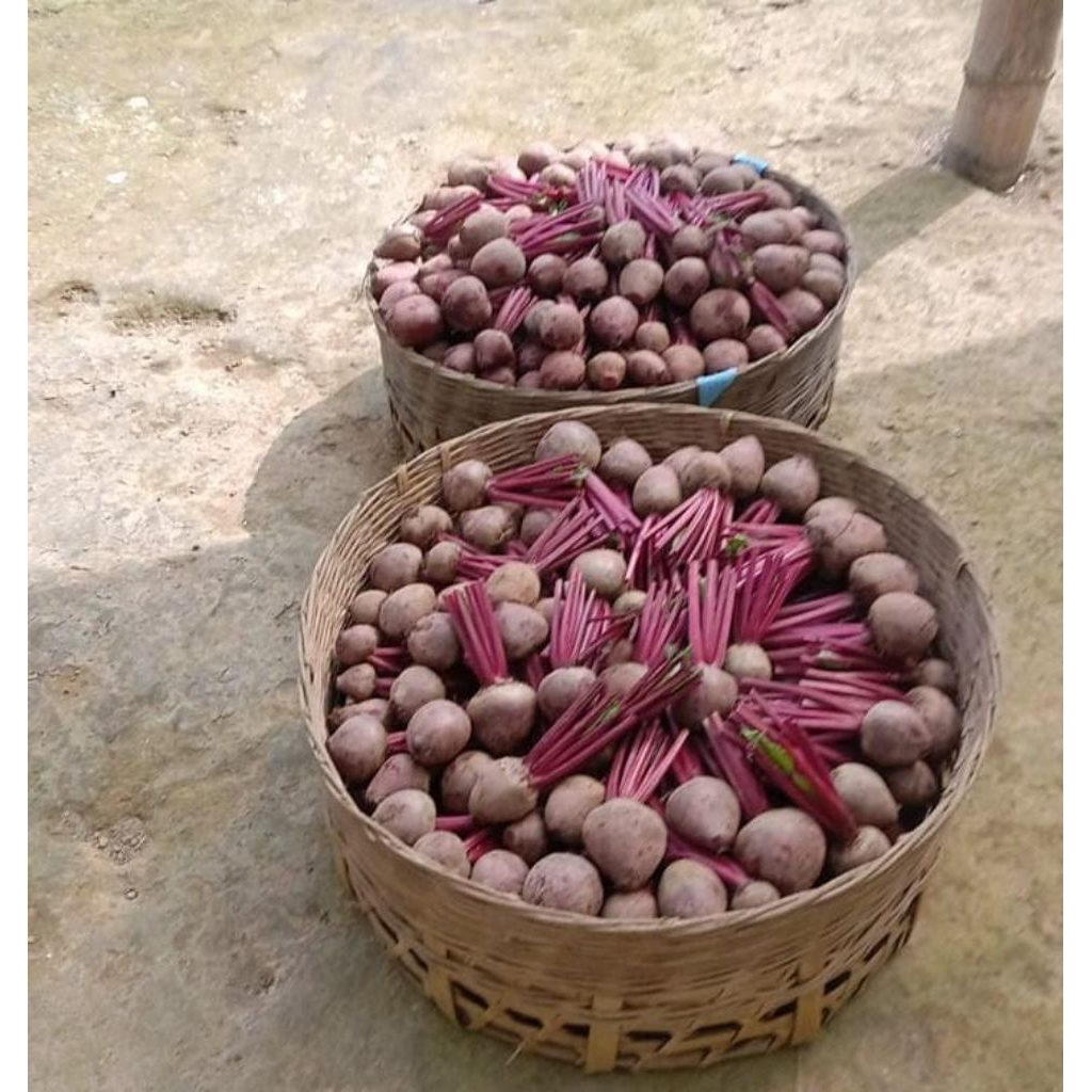 

Buat beet Root fresh baru perik dari kebun. organik harga 29000/kg