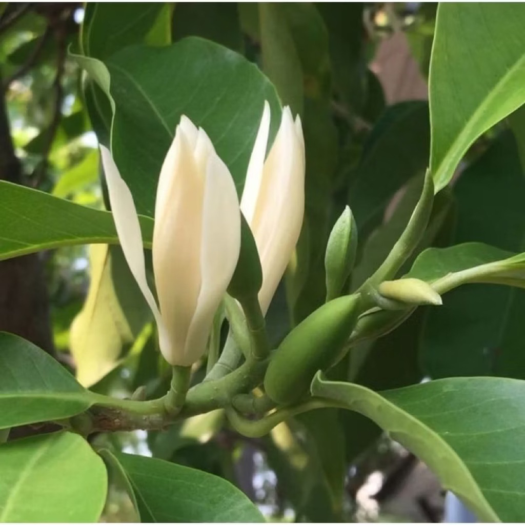 Kantil Putih - Bibit Tanaman Bunga Kantil Putih - Tanaman Bunga Cempaka Kantil Putih